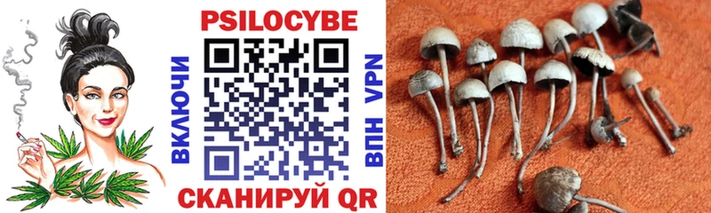 Псилоцибиновые грибы Psilocybe  кракен как зайти  Сосновый Бор 